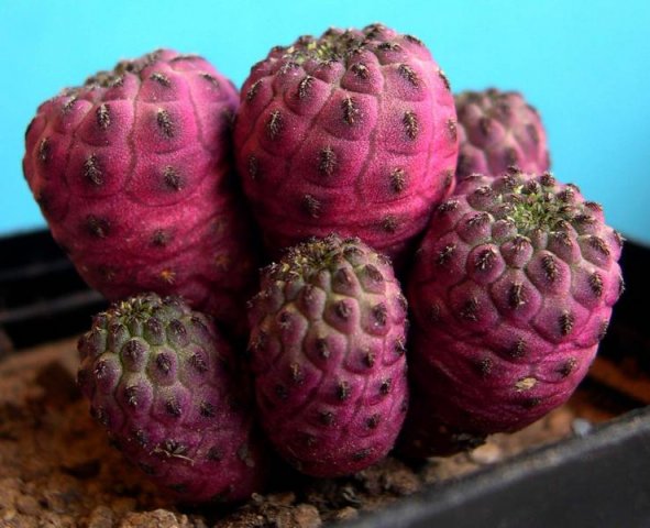 Sulcorebutia_rauschii_3